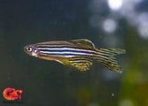 Long Fin Danio